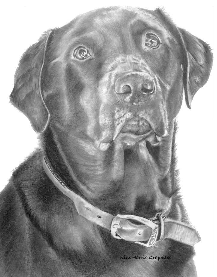 Graphite pet portrait by Kim Harris