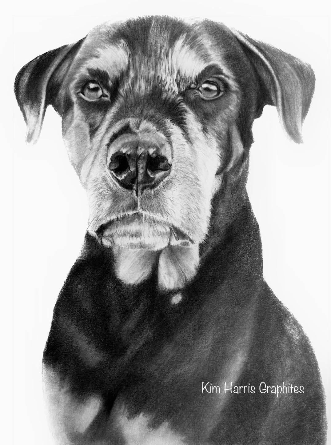 Graphite pet portrait by Kim Harris
