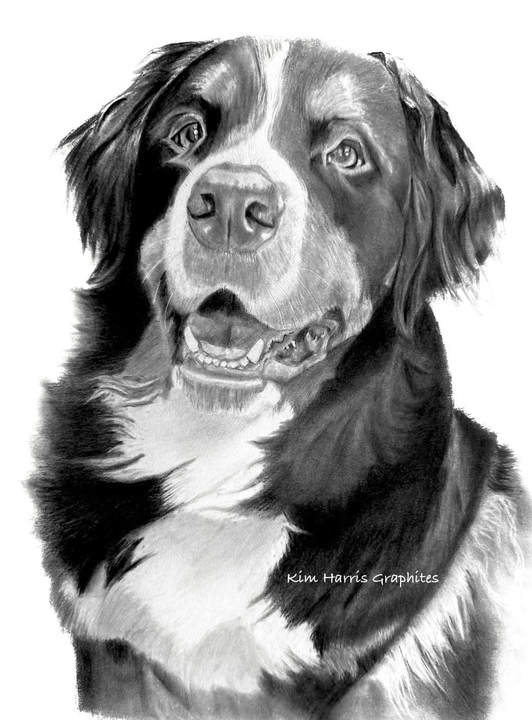 Graphite pet portrait by Kim Harris