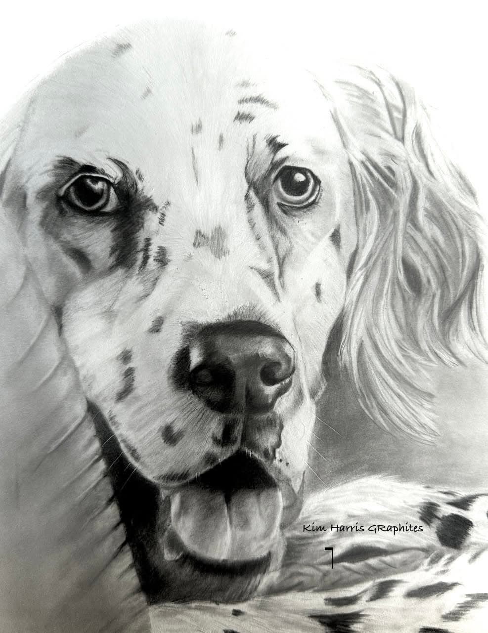 Graphite pet portrait by Kim Harris