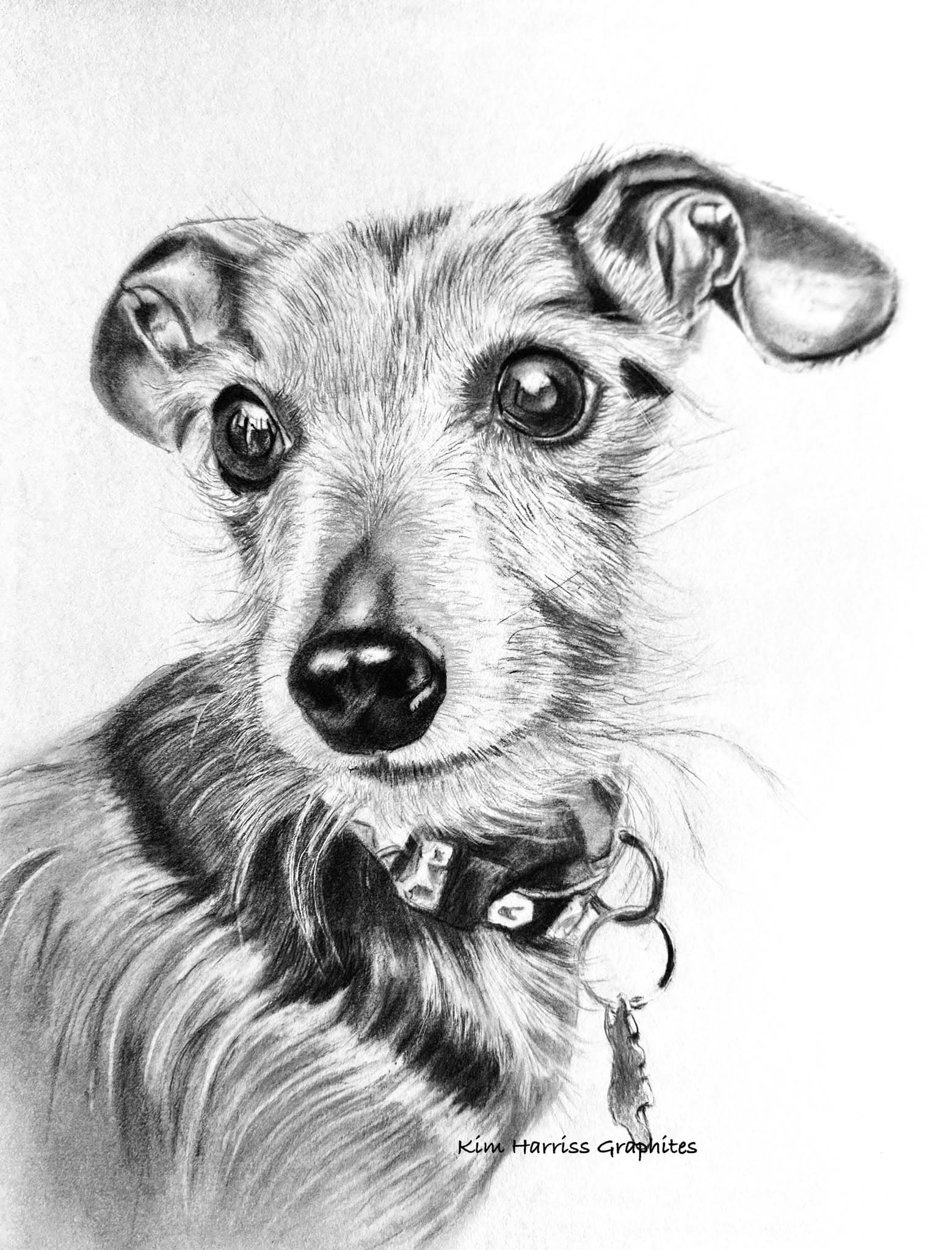 Graphite pet portrait by Kim Harris