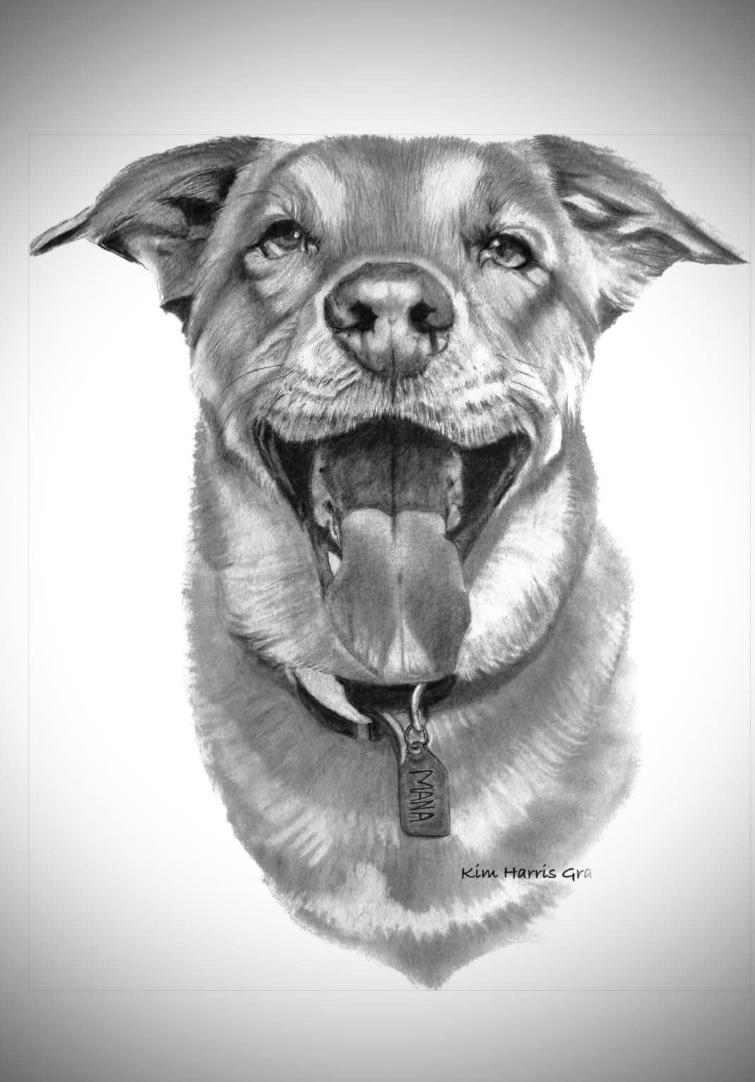 Graphite pet portrait by Kim Harris