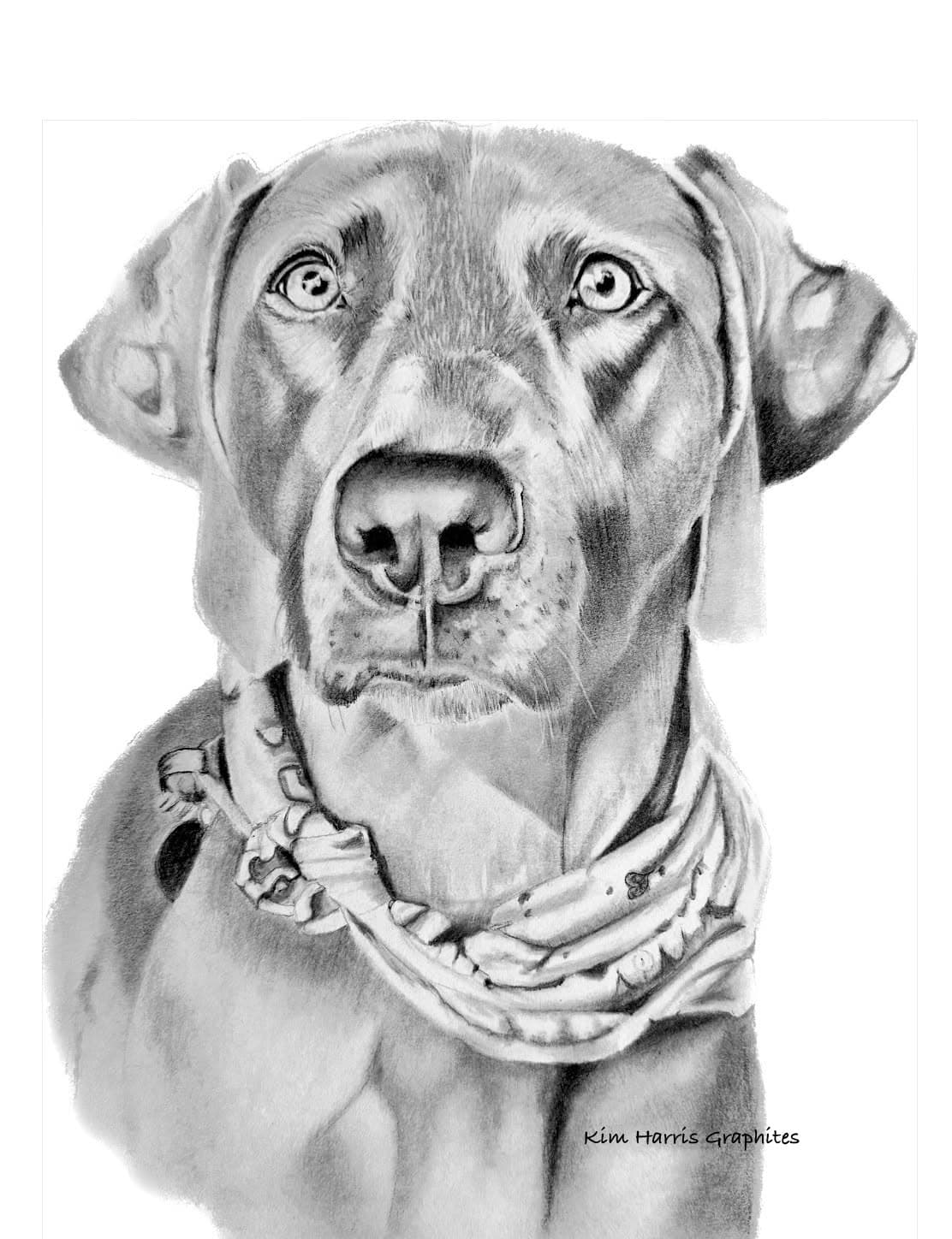 Graphite pet portrait by Kim Harris