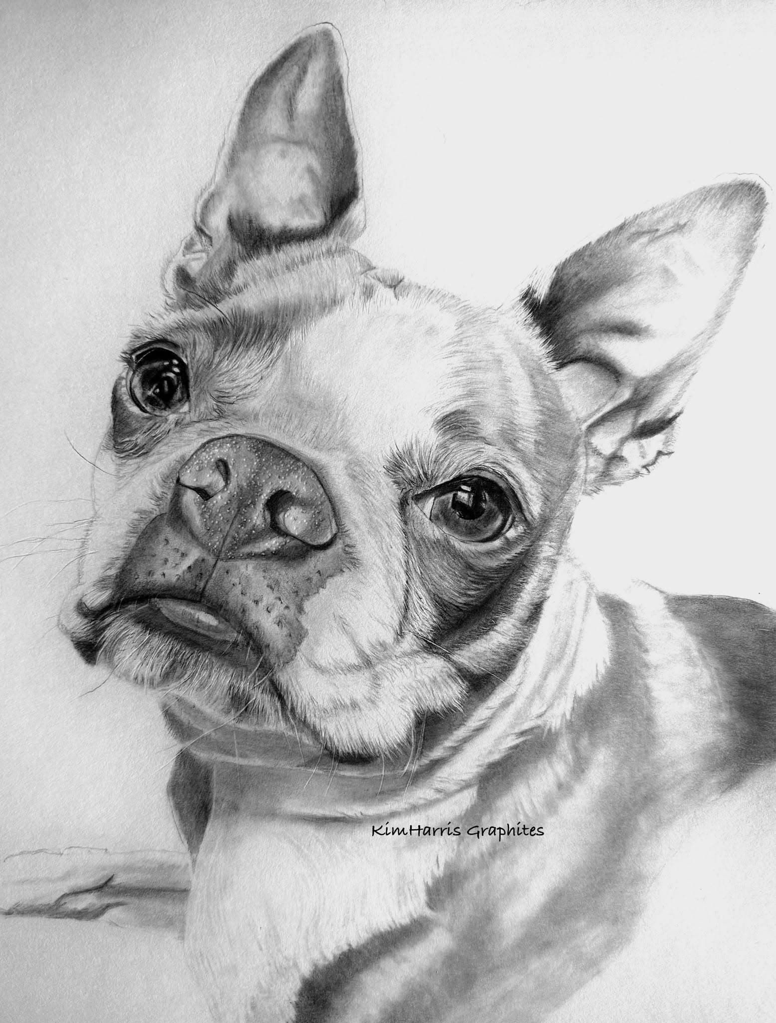 Graphite pet portrait by Kim Harris