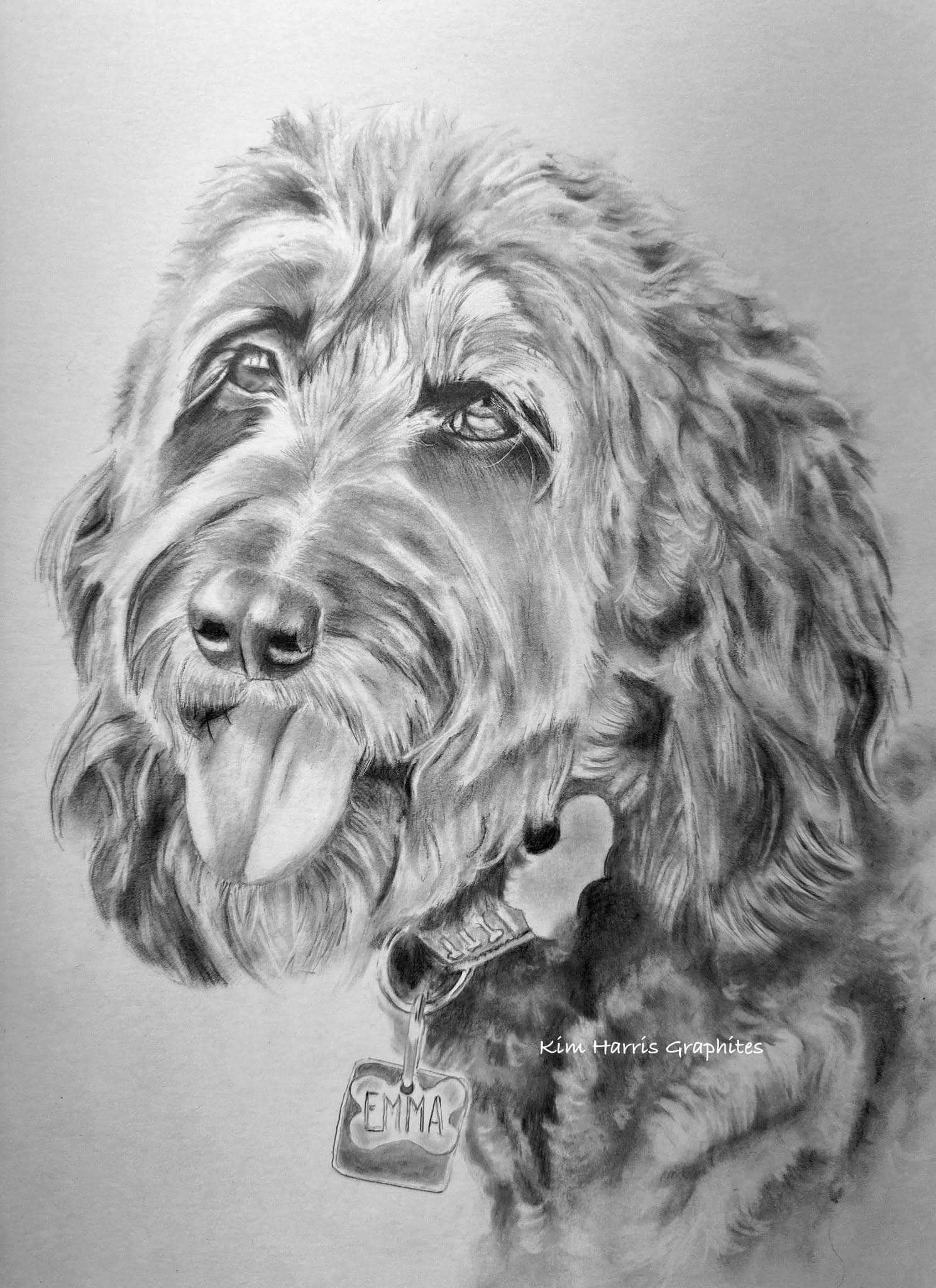 Graphite pet portrait by Kim Harris