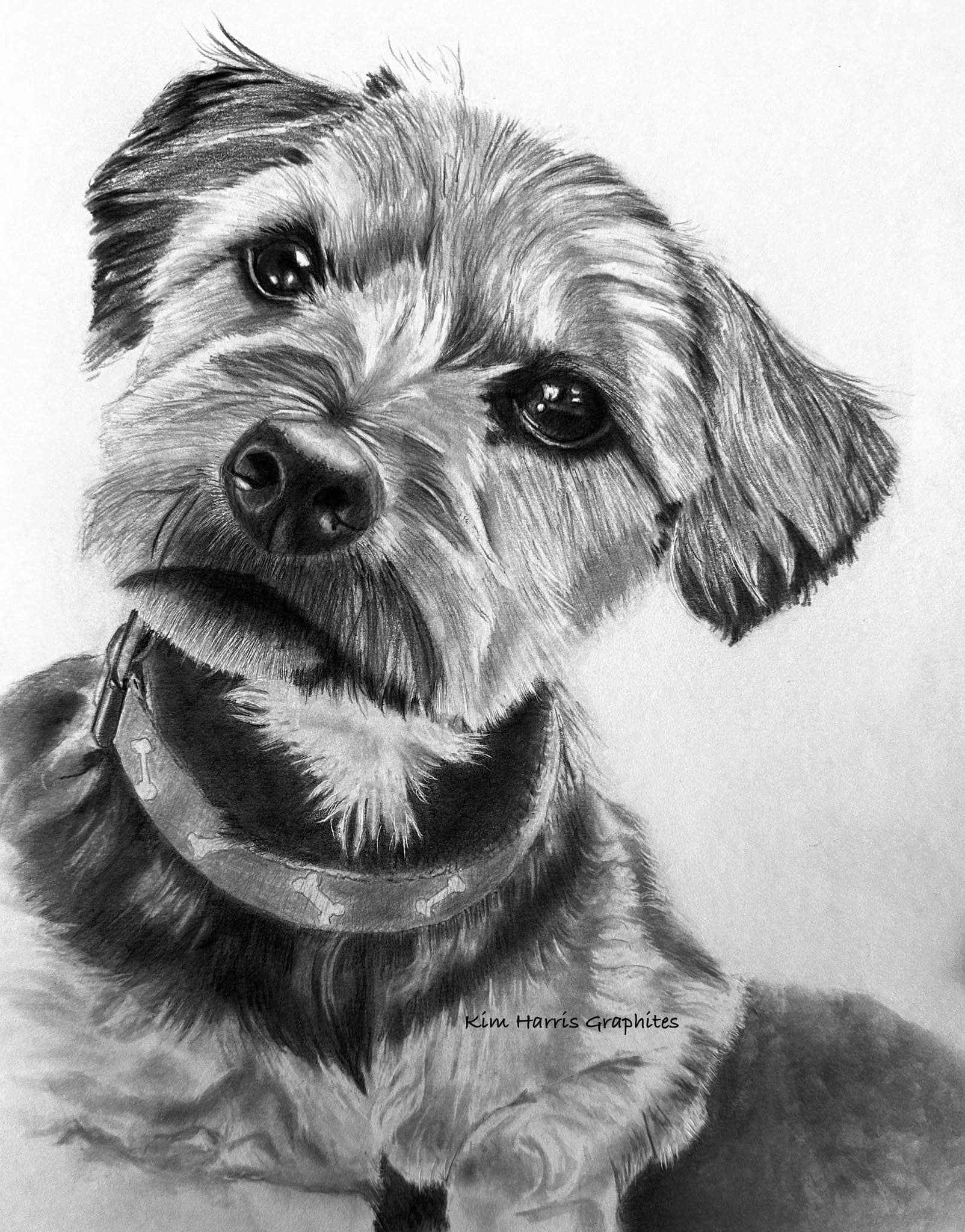 Graphite pet portrait by Kim Harris
