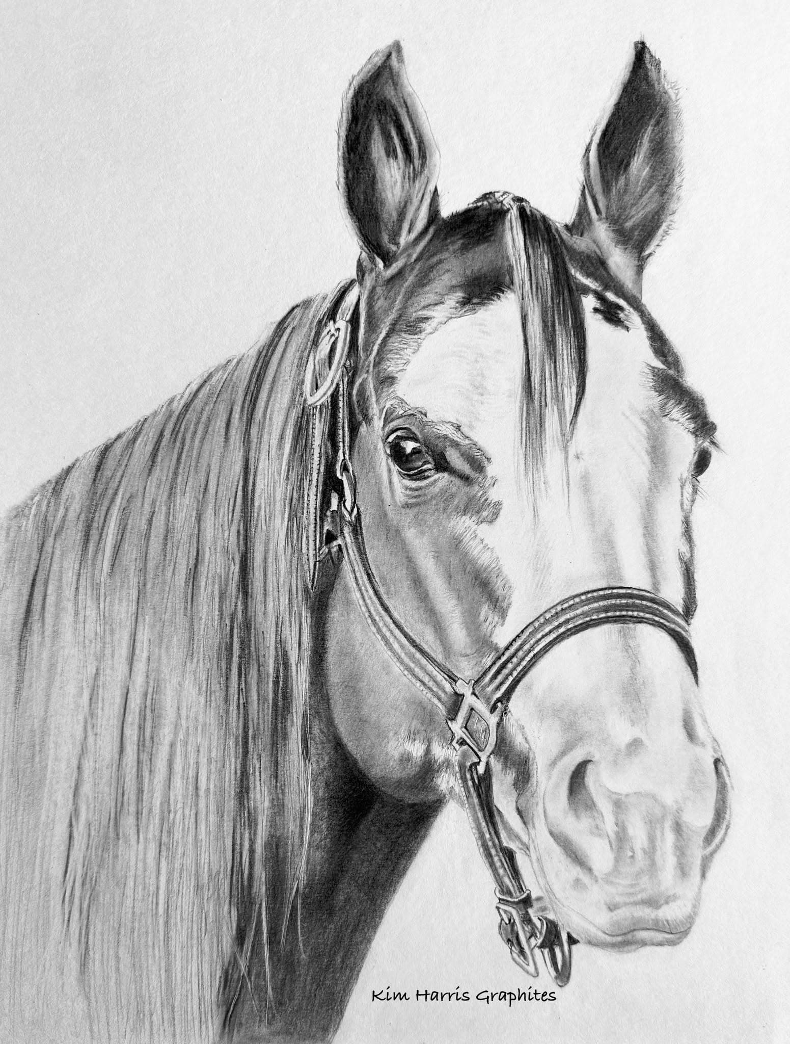 Graphite pet portrait by Kim Harris