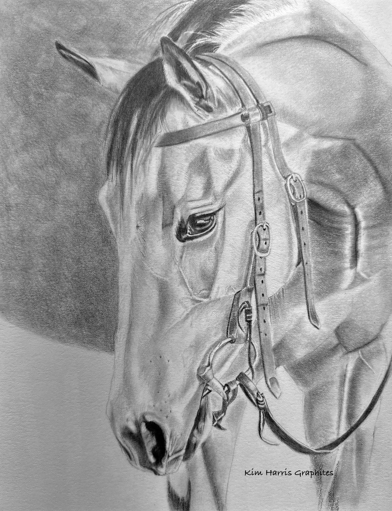 Graphite pet portrait by Kim Harris