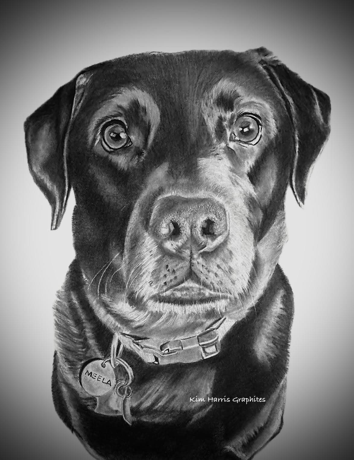 Graphite pet portrait by Kim Harris