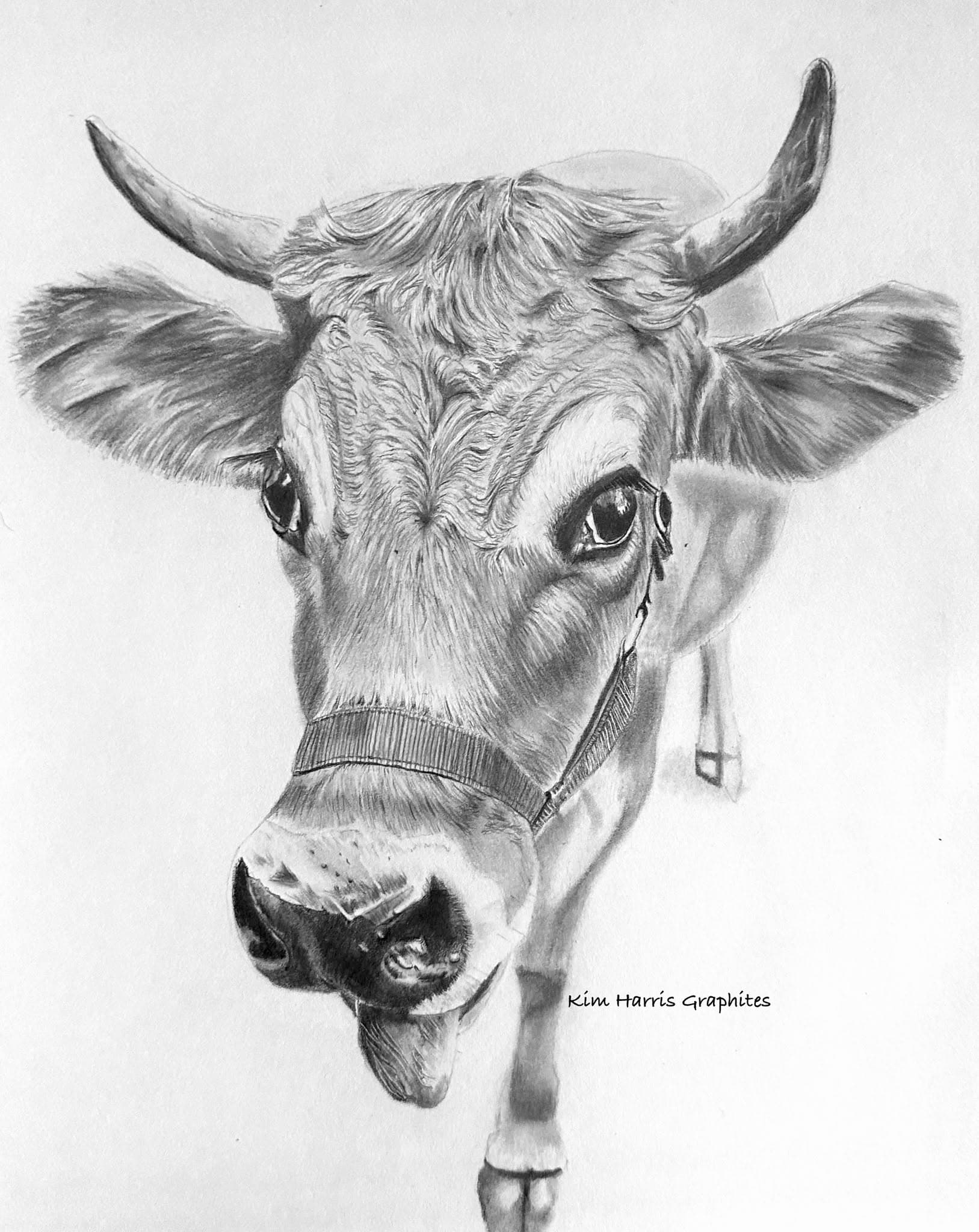 Graphite pet portrait by Kim Harris