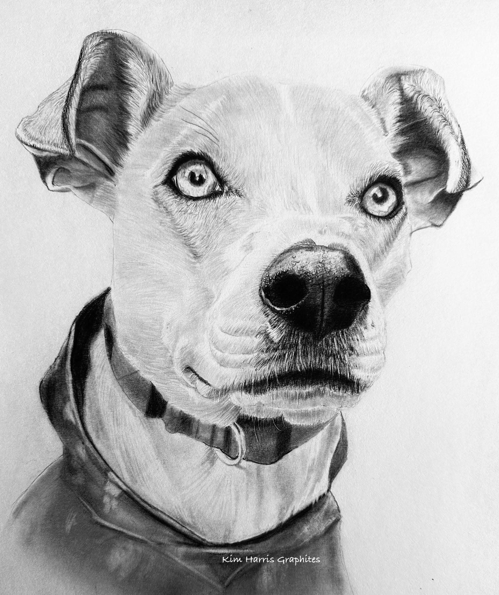 Graphite pet portrait by Kim Harris